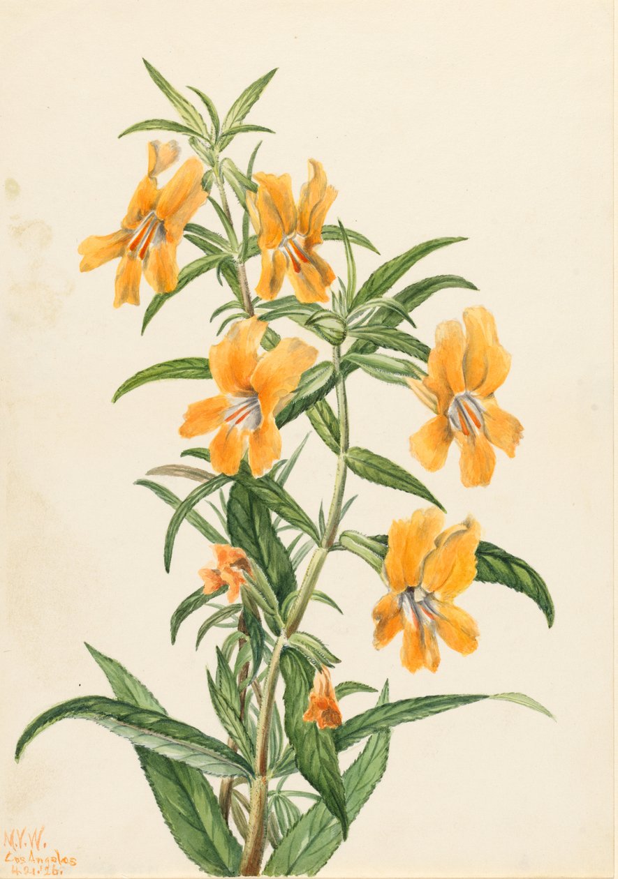 Buff Monkeyflower (Diplacus longiflorus) av Mary Vaux Walcott