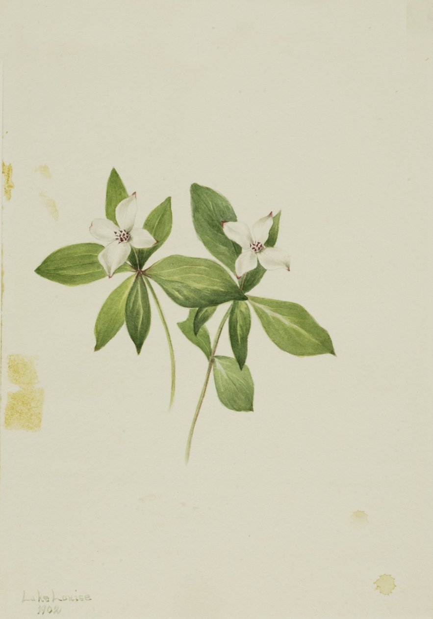Bunchberry (Cornus canadensis) av Mary Vaux Walcott