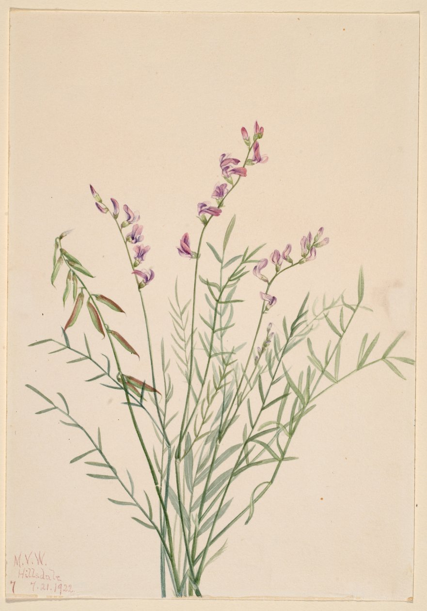 Burgess mjölkkrasse (Astragalus bourgovii) av Mary Vaux Walcott