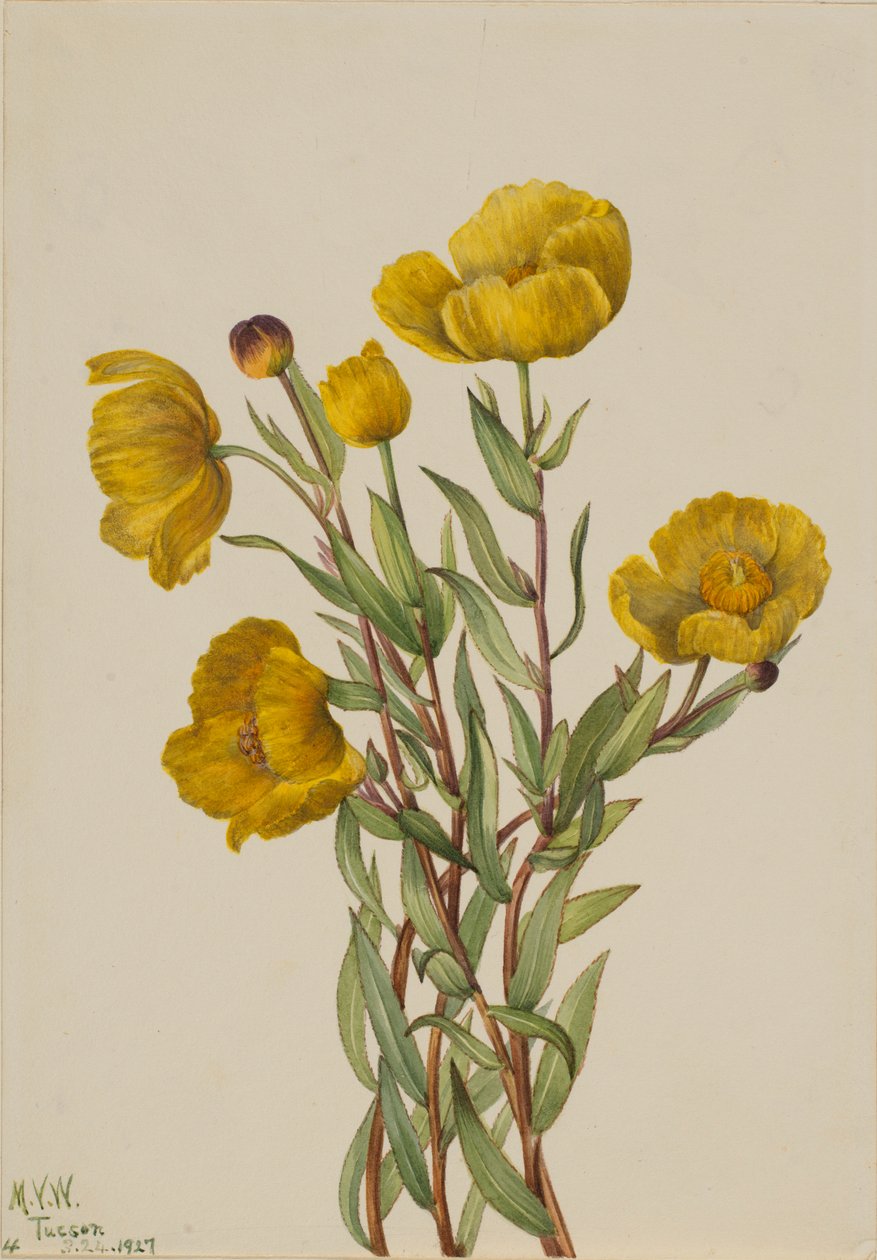 Buskvallmo (Dendromecon rigidum) av Mary Vaux Walcott