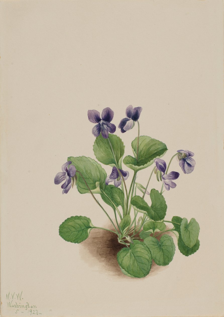 Fjärilsviol (Viola papilionacea) av Mary Vaux Walcott