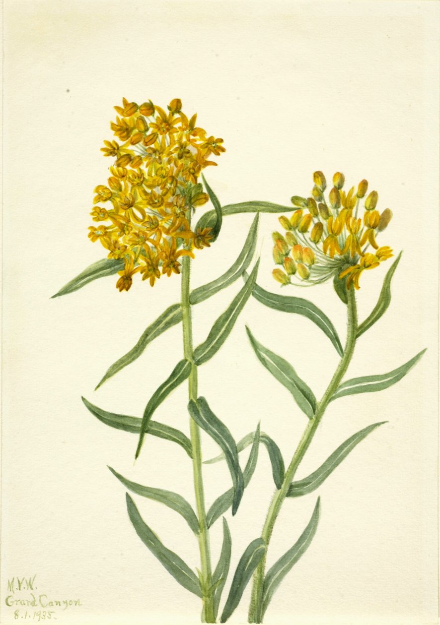 Fjärilsgräs (Ascelpias tuberosa) av Mary Vaux Walcott