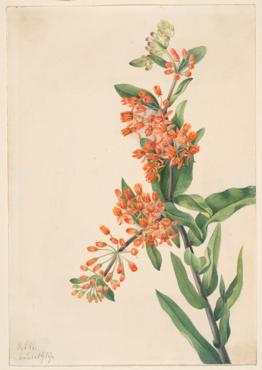 Fjärilsgräs (Ascelpias tuberosa) av Mary Vaux Walcott