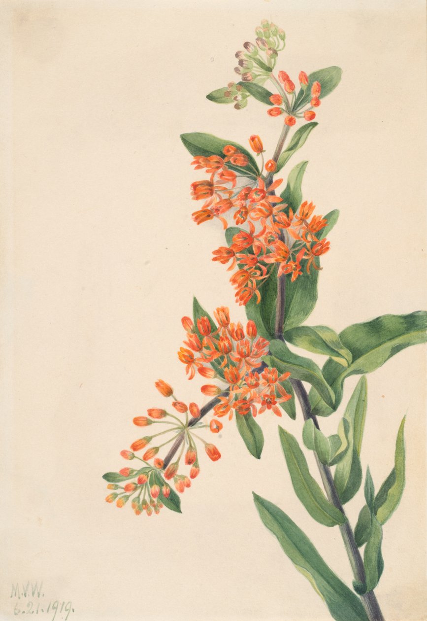 Butterfly Weed Asclepias tuberosa, 1919. av Mary Vaux Walcott