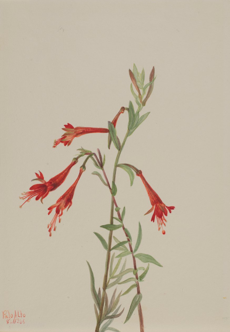 Kalifornisk fuschia (Zauschneria californica) av Mary Vaux Walcott