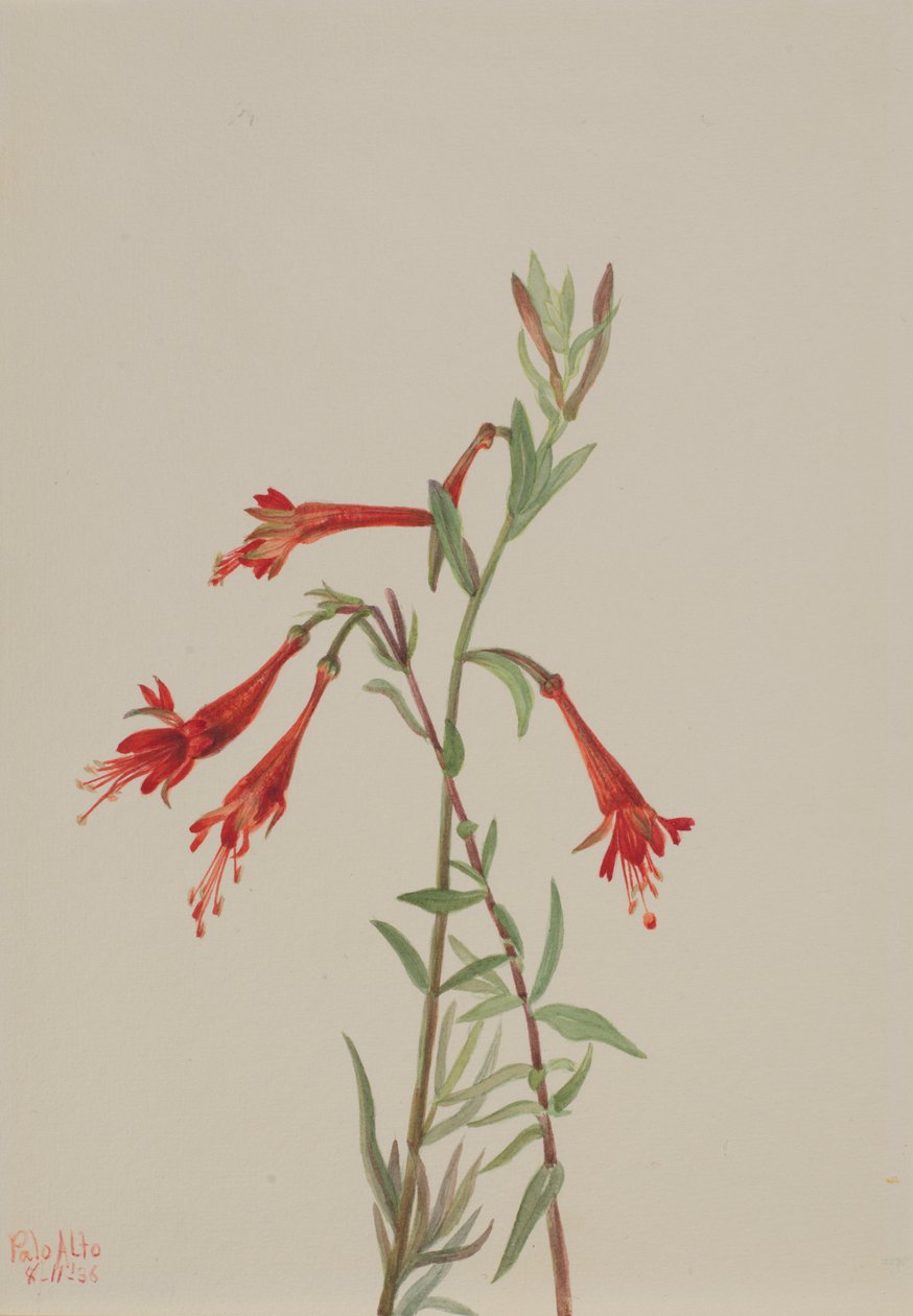 Kalifornien Fuschia Zauschneria californica, 1936. av Mary Vaux Walcott