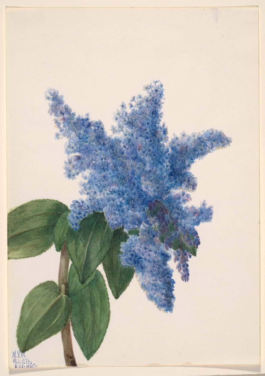Kalifornisk syren (Ceanothus thyrsiflorus) av Mary Vaux Walcott