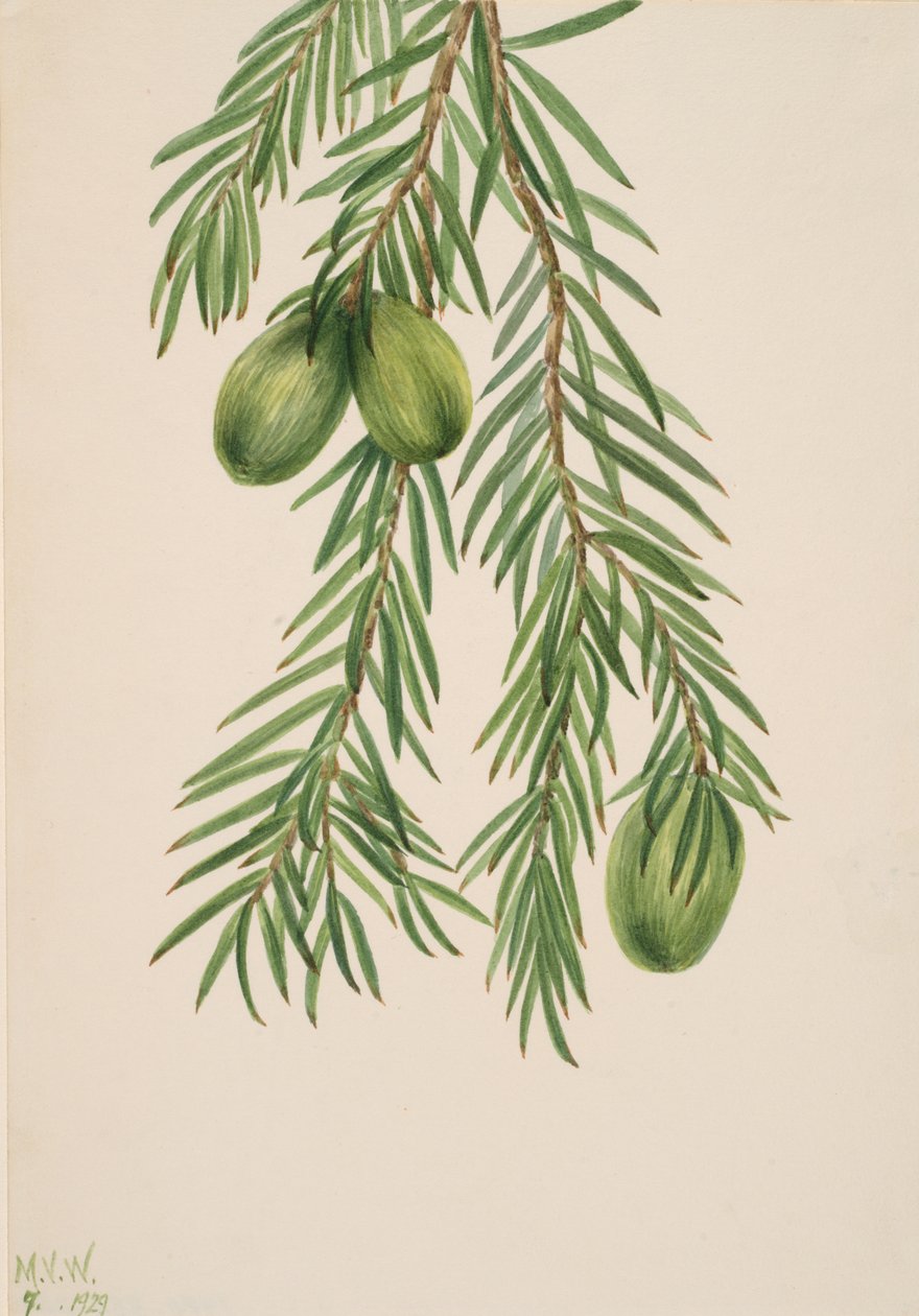 Kalifornien Muskotnöt Tumion californicum, 1929. av Mary Vaux Walcott