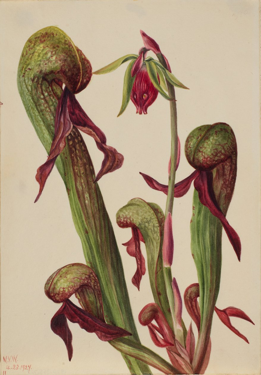 Kalifornisk krukväxt (Chrysamphora californica) av Mary Vaux Walcott