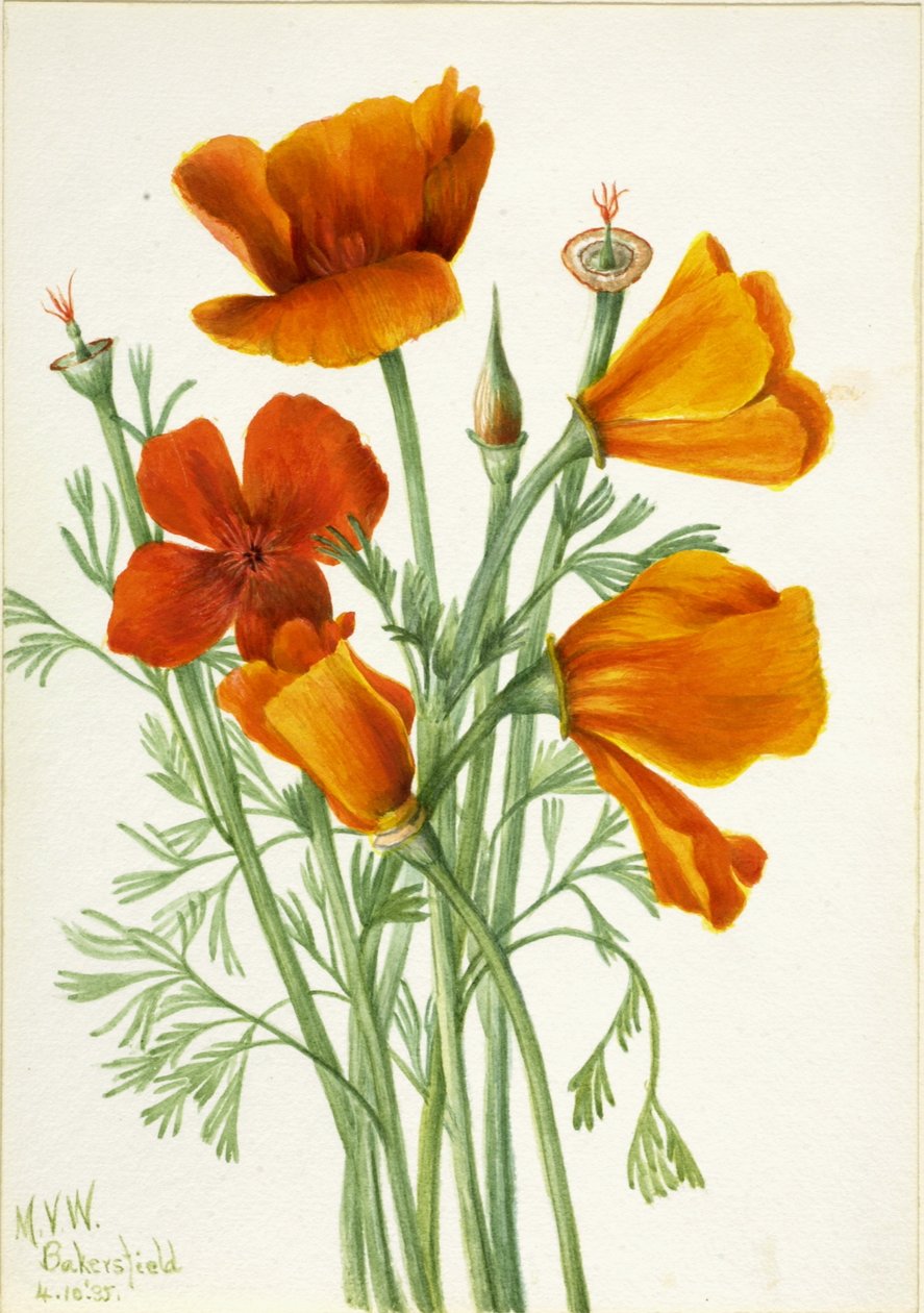 Kalifornisk vallmo (Eschscholtzia californica) av Mary Vaux Walcott