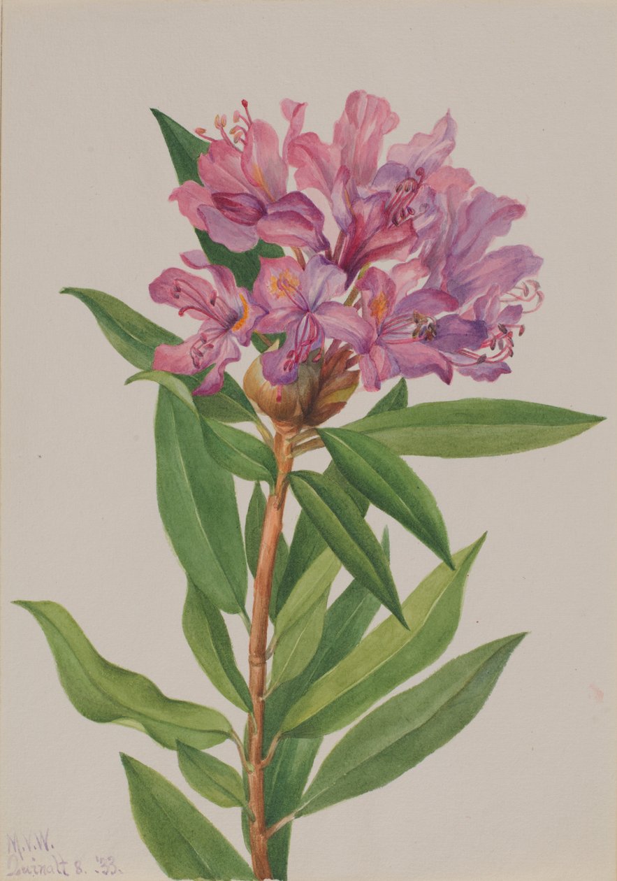 Kalifornisk ros (Rhododendron californicum) av Mary Vaux Walcott