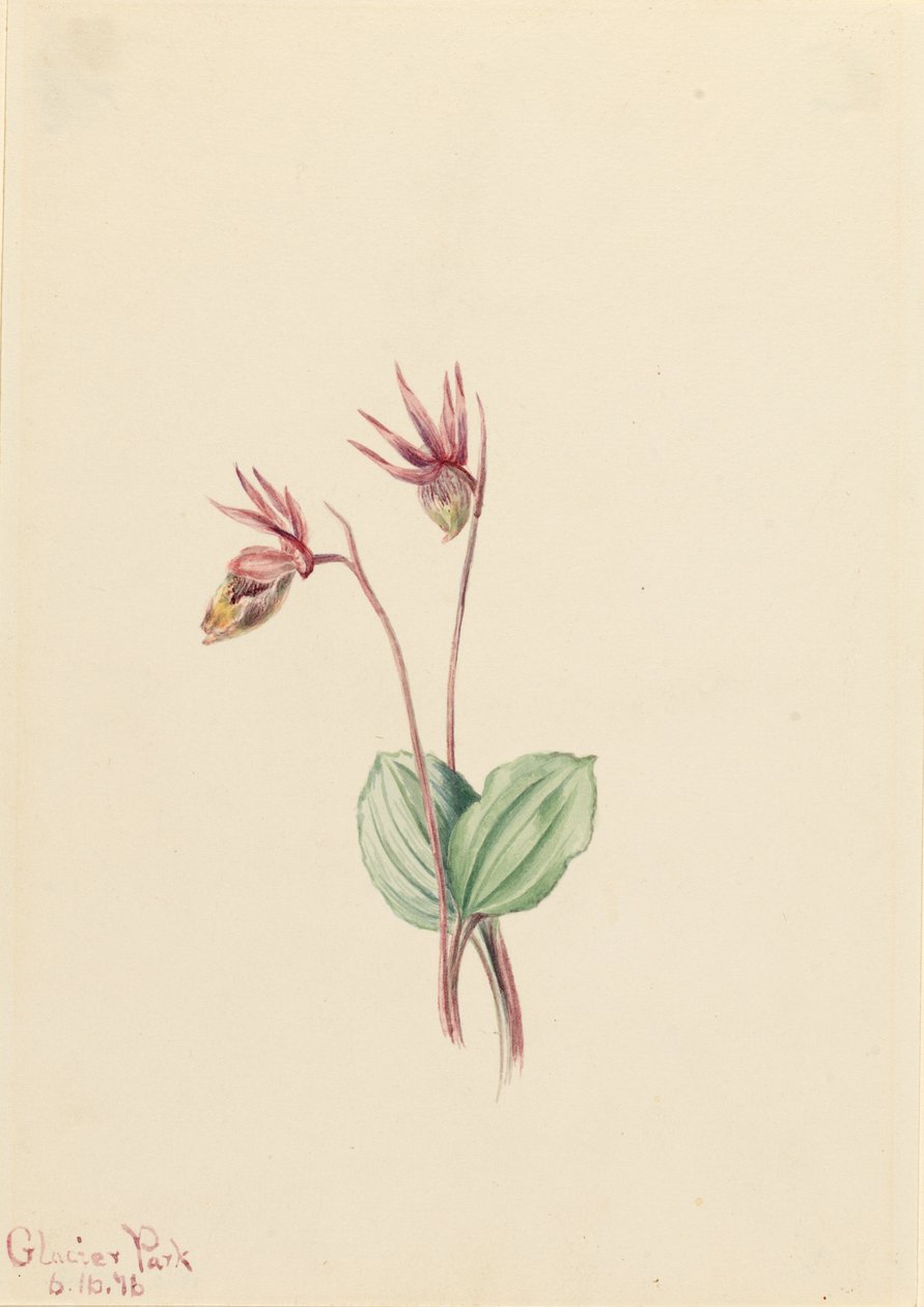 Calypso (Cytherea bulbosa) av Mary Vaux Walcott