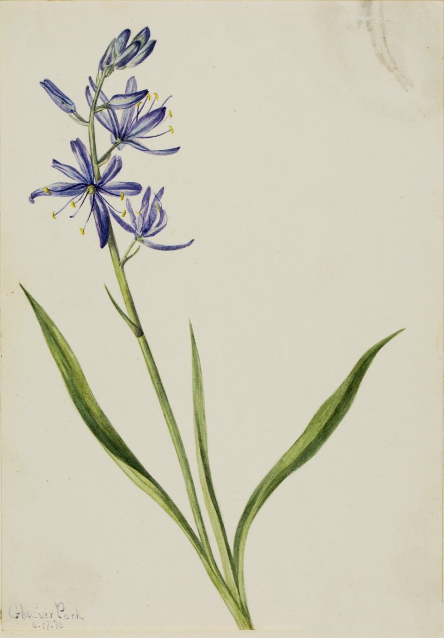 Kamas (Quamasia quamash) av Mary Vaux Walcott