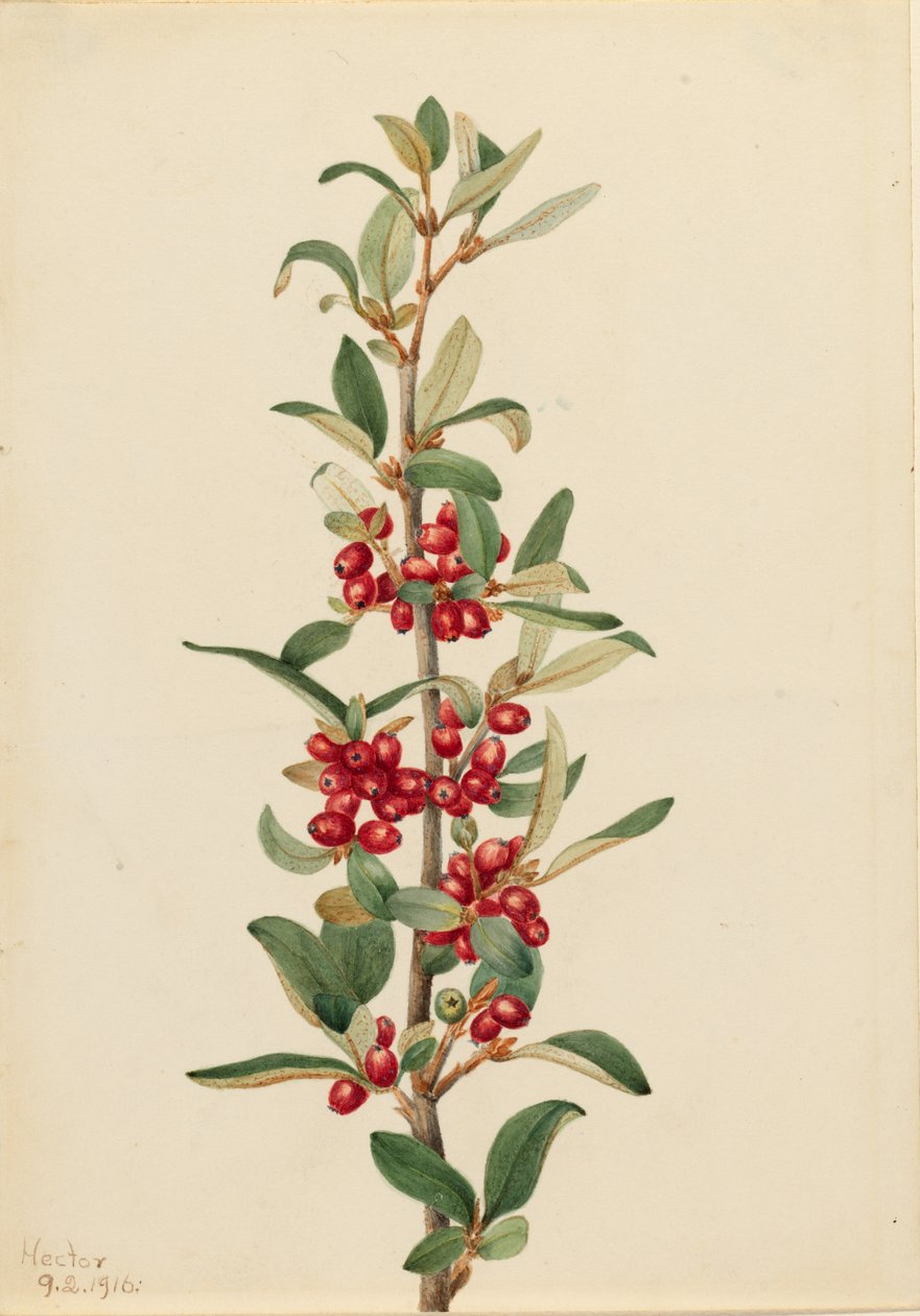 Kanadensiskt buffaloberbär (Lepargyrea canadensis) av Mary Vaux Walcott