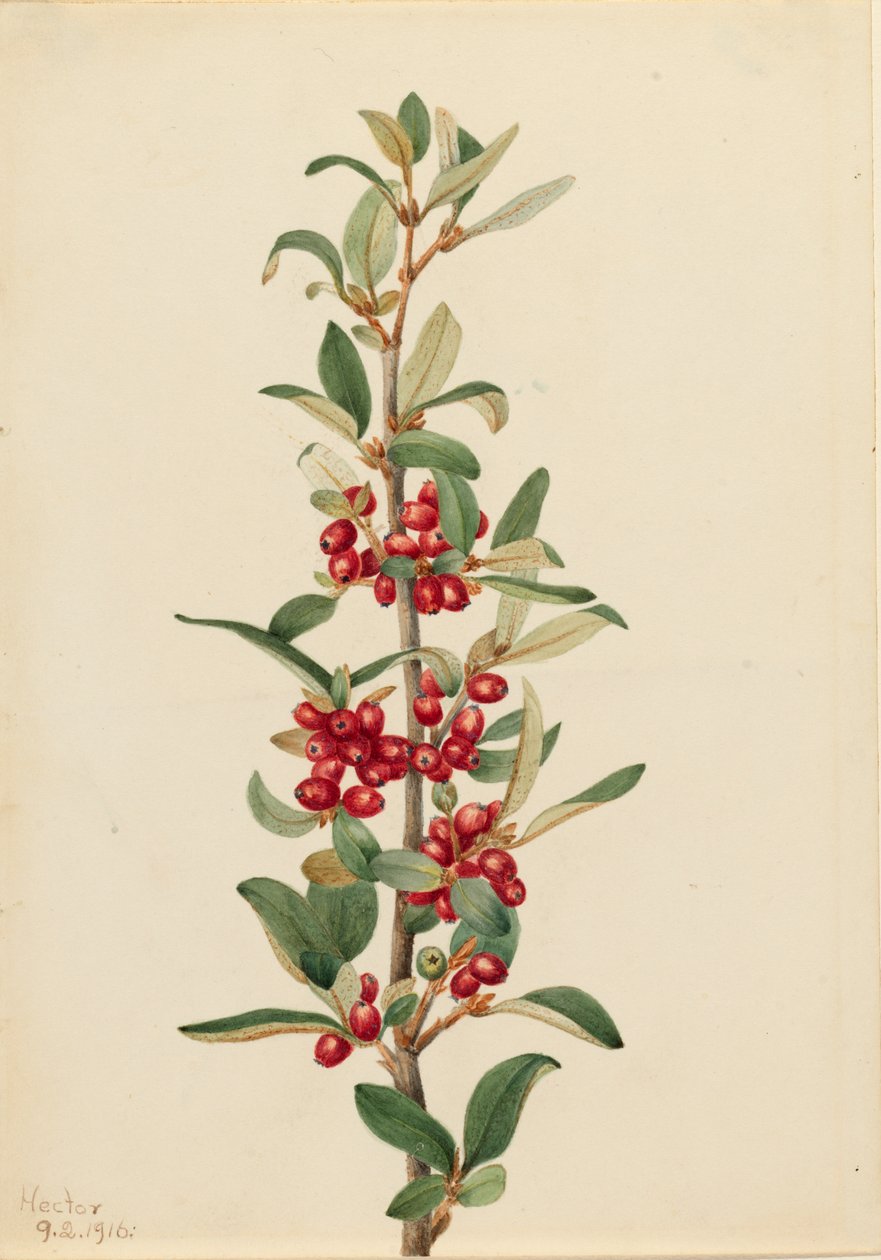 Kanada Buffaloberry Lepargyrea canadensis, 1916. av Mary Vaux Walcott