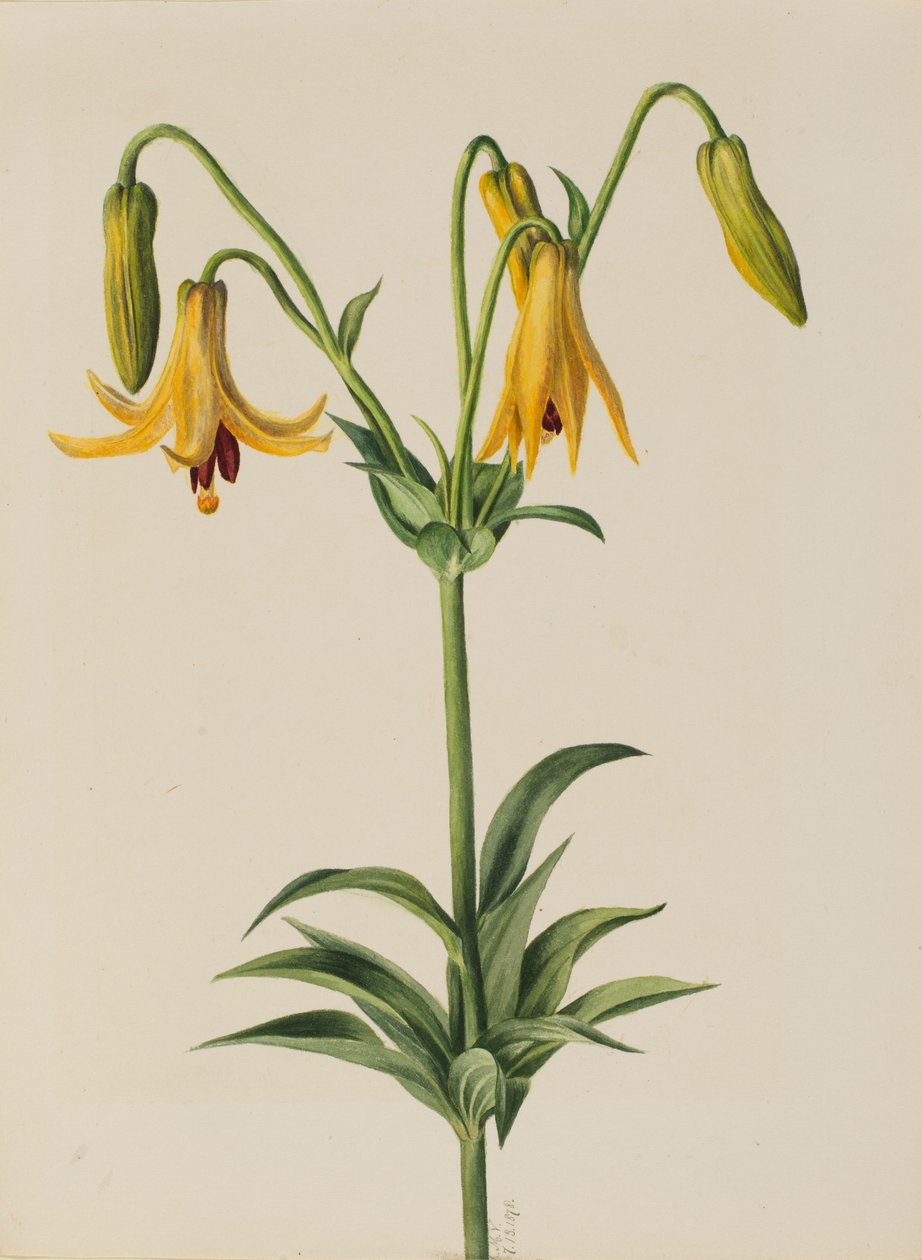 Kanadalilja (Lilium canadense) av Mary Vaux Walcott