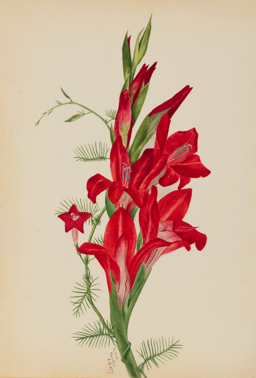 Kanna och cypressvin (Canna-arter och Ipomoea quamoclit) av Mary Vaux Walcott