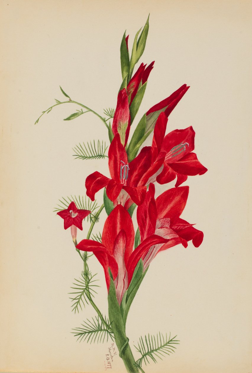 Cannas och Cypress Vine Cannaarter och Ipomoea quamoclit, 1877. av Mary Vaux Walcott
