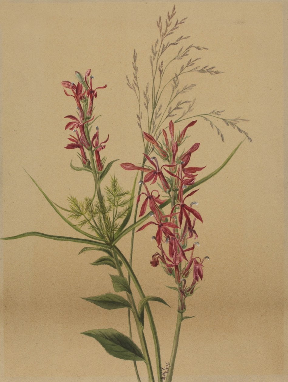 Kardinalblomma (Lobelia cardinalis) av Mary Vaux Walcott