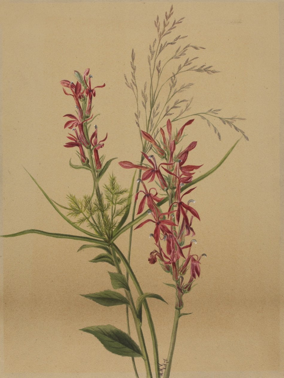 Kardinalblomma Lobelia cardinalis, 1878. av Mary Vaux Walcott