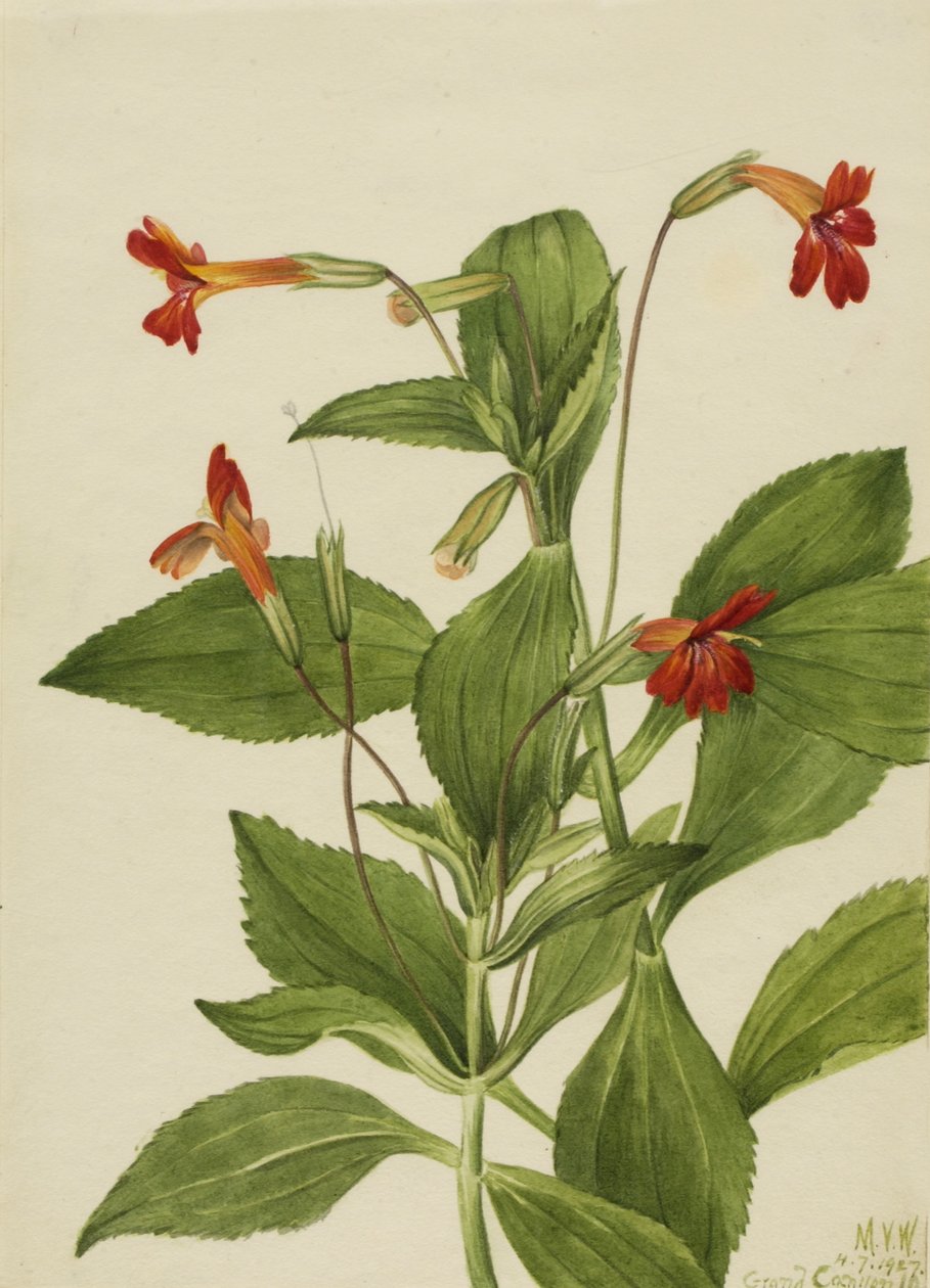 Kardinal apblomma (Mimulus cardinalis) av Mary Vaux Walcott