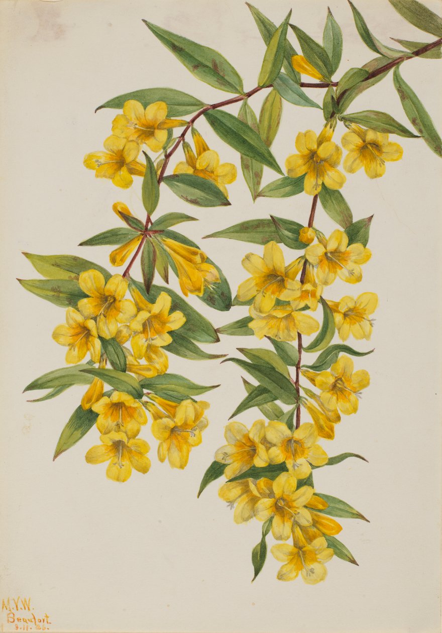 Carolina Jessamine (Gelsemium sempervirens) av Mary Vaux Walcott