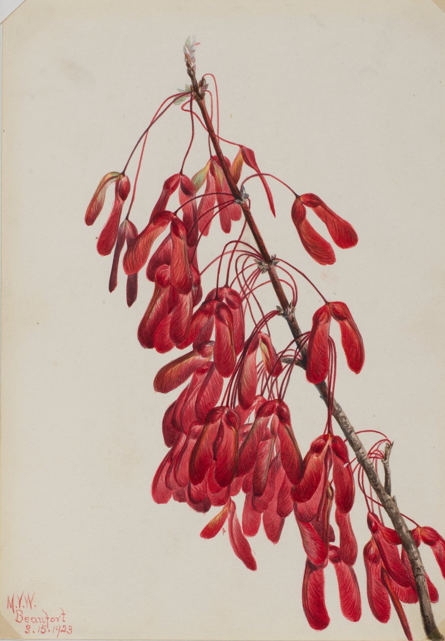 Carolina lönn (Acer carolinianum) av Mary Vaux Walcott