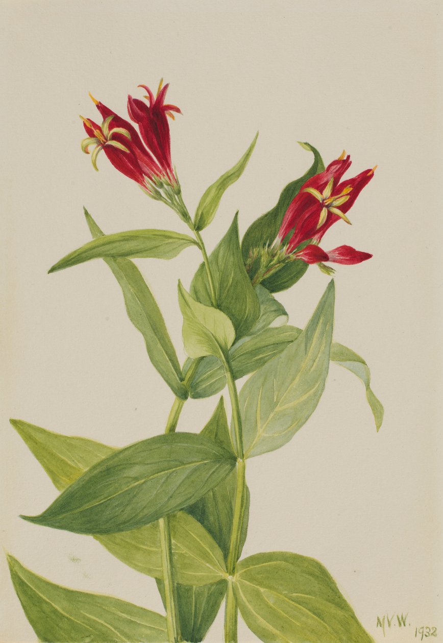 Carolina Pink (Spigelia marylandica) av Mary Vaux Walcott