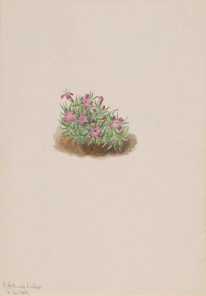 Matta Rosa Silene acaulis, 1905. av Mary Vaux Walcott