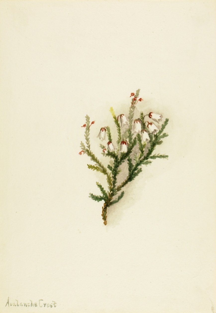 Cassiope (Cassiope mertensiana) av Mary Vaux Walcott