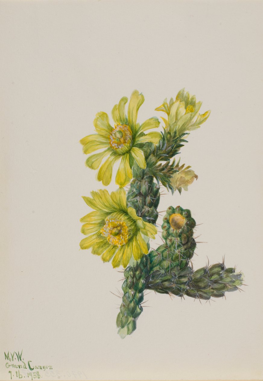 Cholla Opuntia whipplei av Mary Vaux Walcott