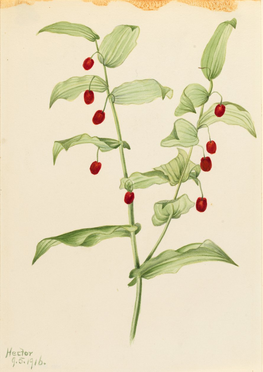 Streptopus amplexifolius (klamrande tvinnad stjälk) av Mary Vaux Walcott