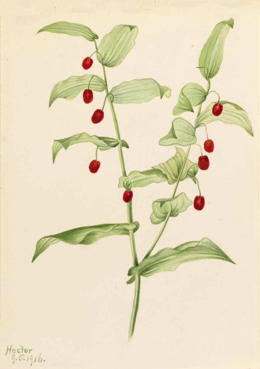 Spännande vriden stjälk Streptopus amplexifolius, 1916. av Mary Vaux Walcott