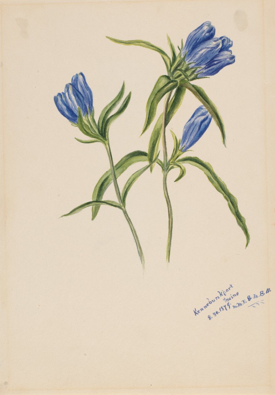 Stängd gentiana (Gentiana andrewskii) av Mary Vaux Walcott