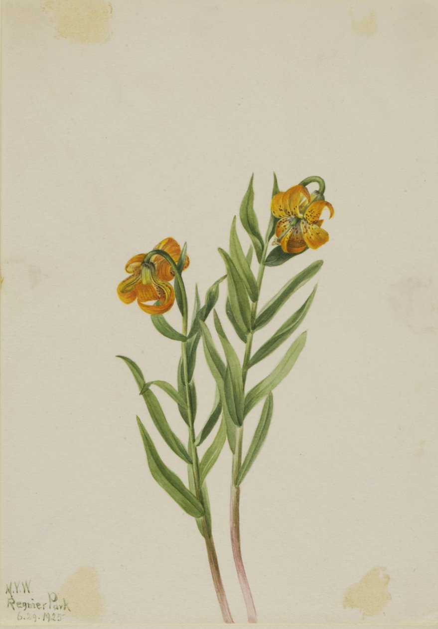 Columbia Lily (Lilium columbianum) av Mary Vaux Walcott