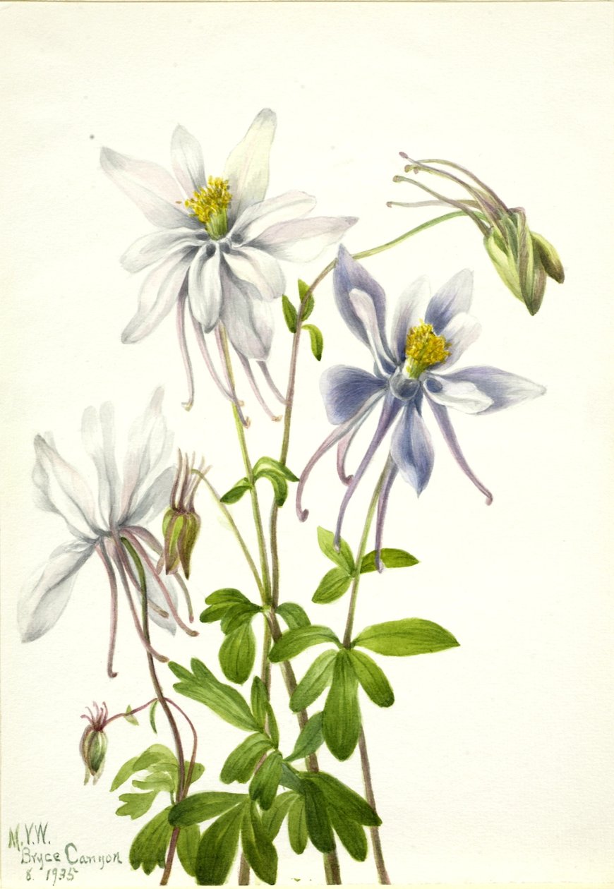 Columbine (Aquilegia ecalcarata) av Mary Vaux Walcott