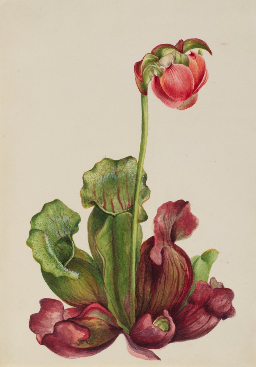 Vanlig krukväxt (Sarracenia purpurea venosa) av Mary Vaux Walcott