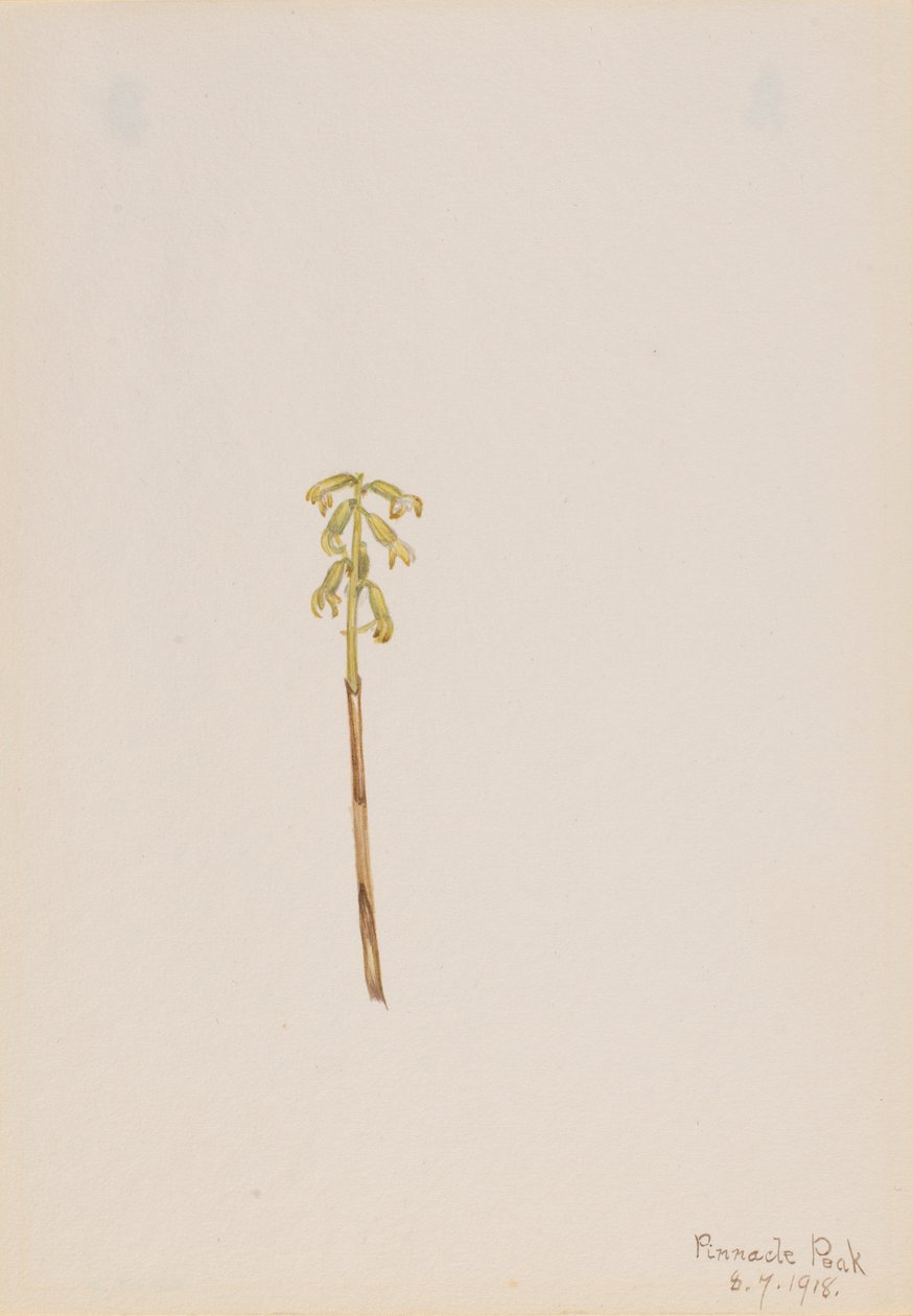 Corathorhiza corallorhiza av Mary Vaux Walcott