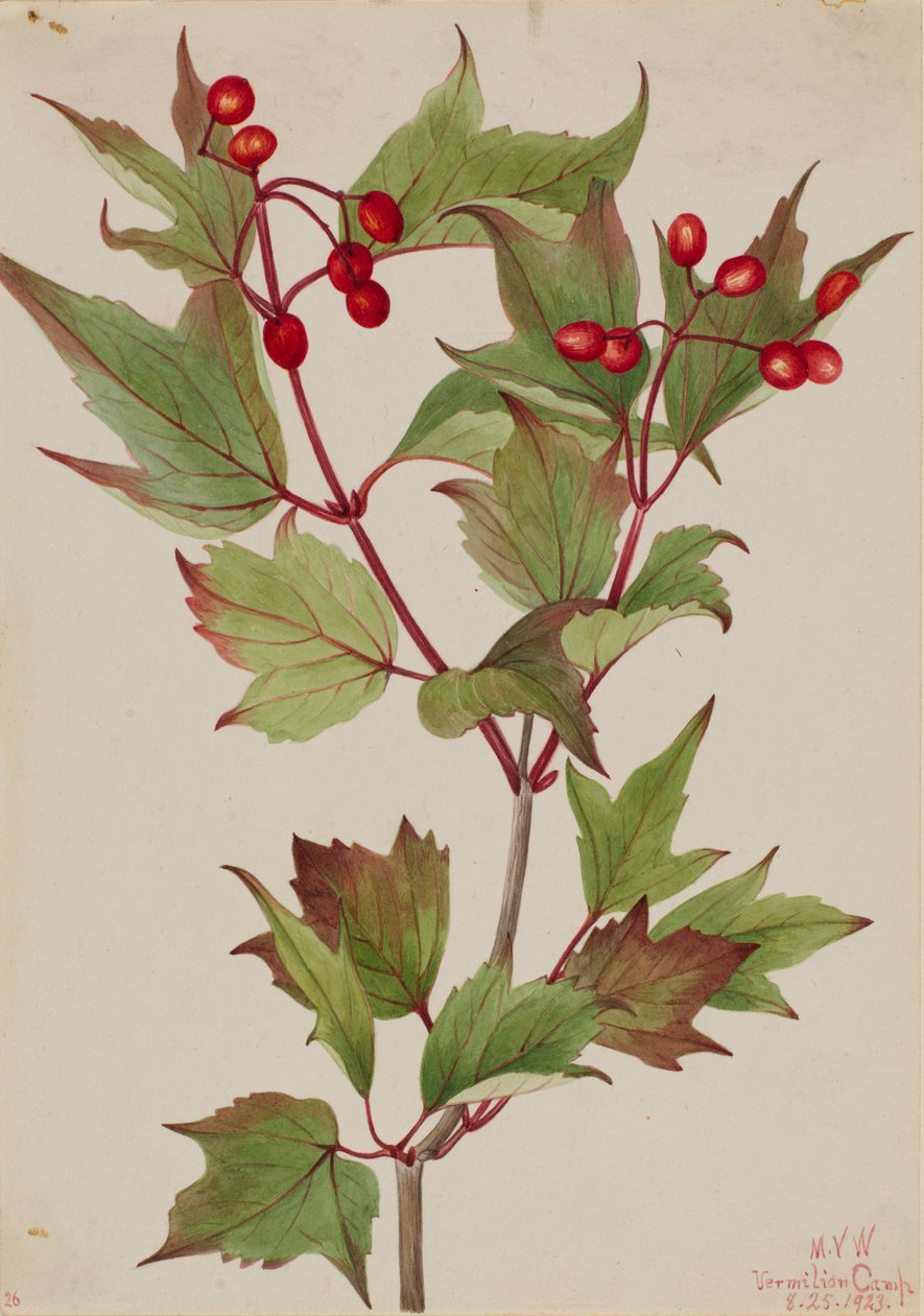 Tranbärsbuske (Viburnum pauciflorum) av Mary Vaux Walcott