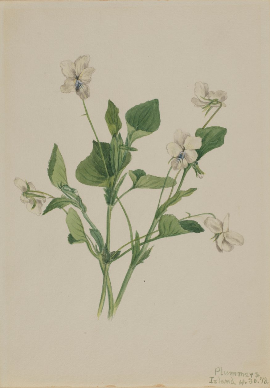 Krämviol (Viola striata) av Mary Vaux Walcott