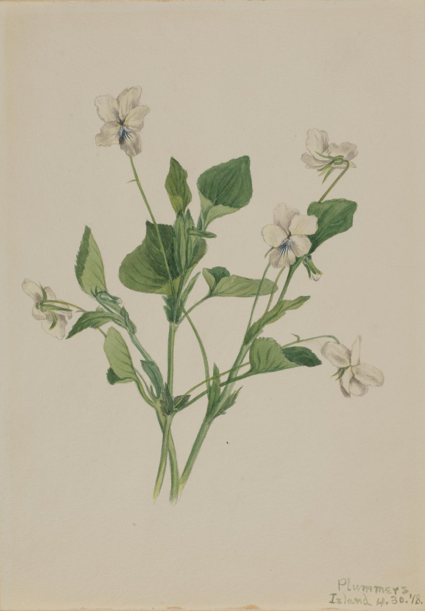 Cream Violet Viola striata, 1918. av Mary Vaux Walcott