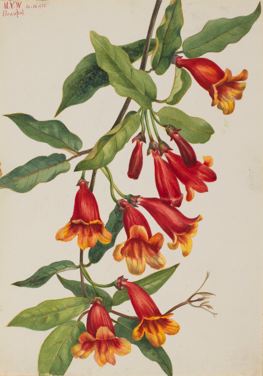 Korsvin (Anisostichus capreolatus) av Mary Vaux Walcott