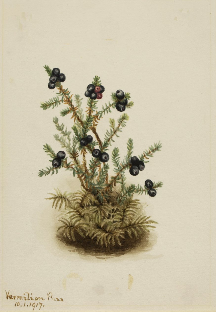 Svart kråkbär, 1917. av Mary Vaux Walcott