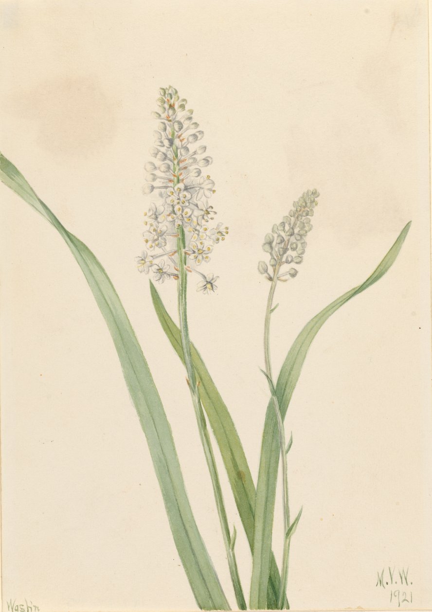 Kråkgift (Chrosperma muscaetoxicum) av Mary Vaux Walcott
