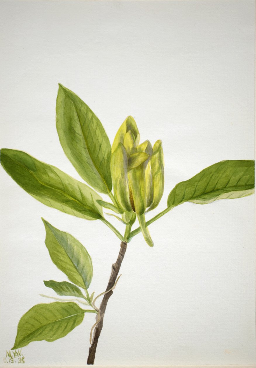 Gurkträd (Magnolia scuminata) av Mary Vaux Walcott