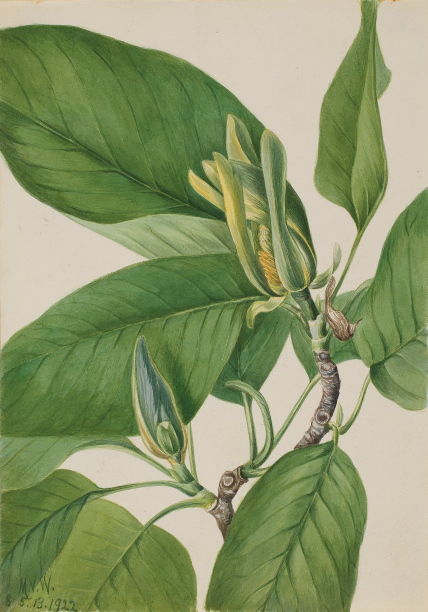Gurkträd (Magnolia acuminata) av Mary Vaux Walcott