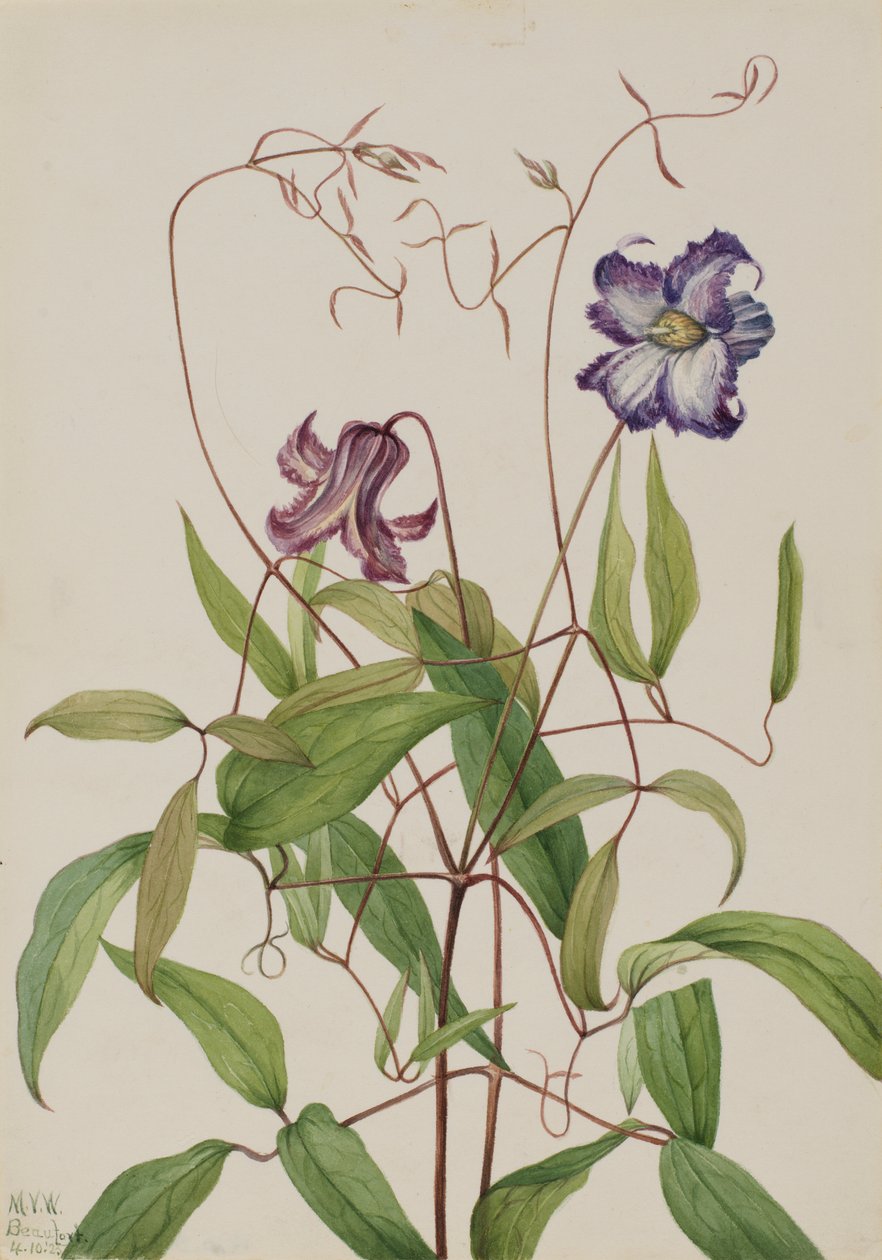 Krusig klematis (Clematis crispa) av Mary Vaux Walcott