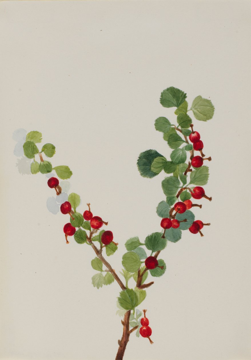 Vinbär (ofärdig) (Ribes-arter) av Mary Vaux Walcott