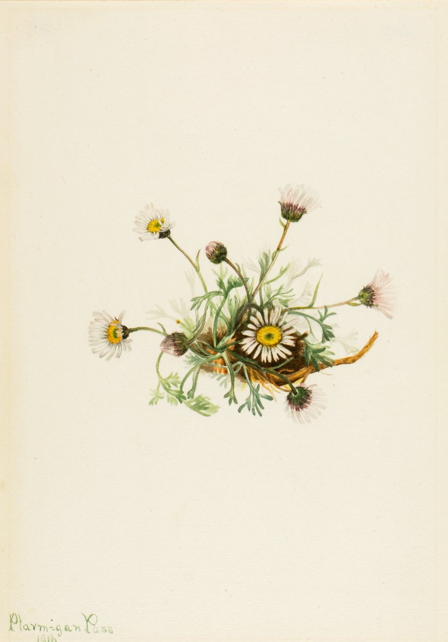 Cut-Leaf Fleabane Erigeron match, 1916. av Mary Vaux Walcott