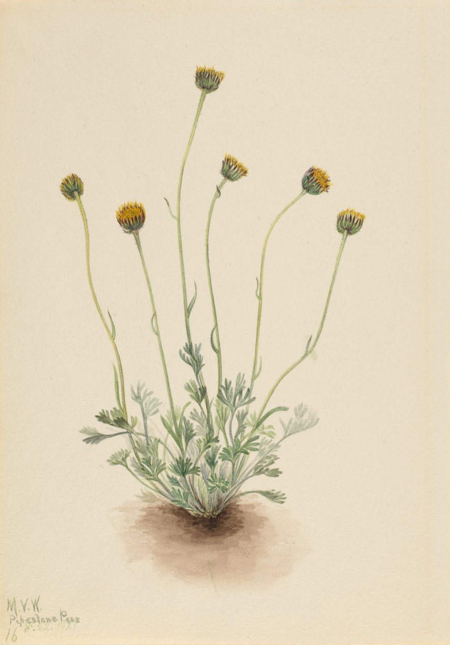 Cut Leaf Fleabane Erigeron match naken, 1921. av Mary Vaux Walcott